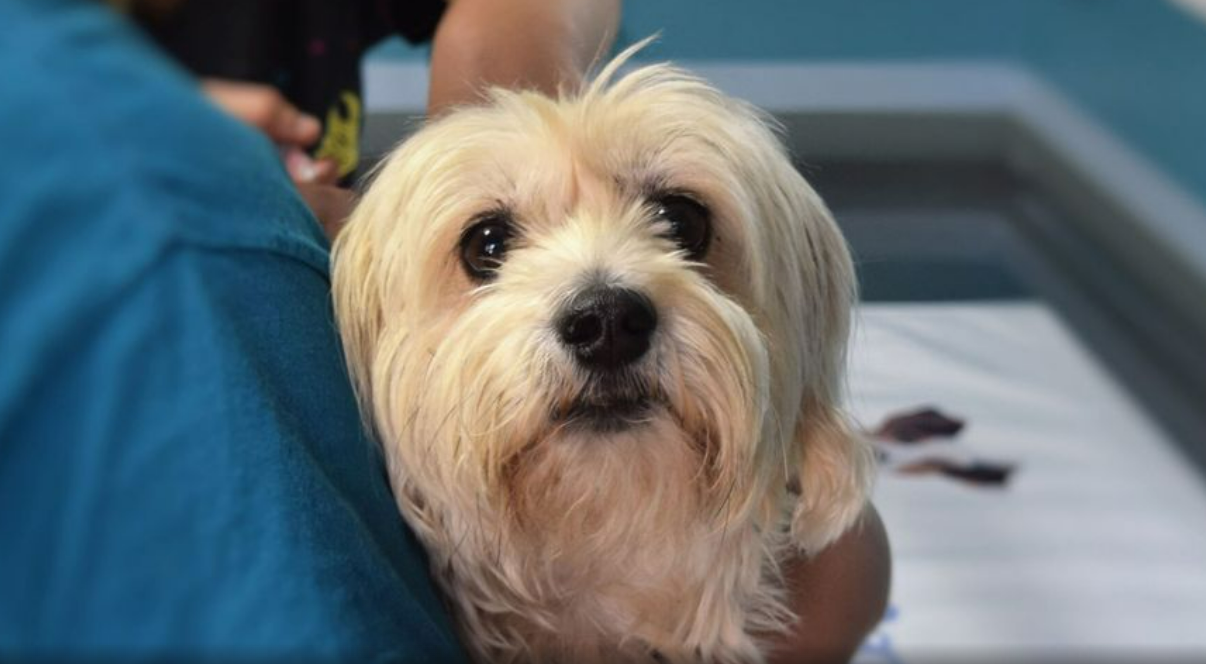 Presentaron un proyecto para que los perros puedan ingresar a los hospitales bonaerenses y acompañar a los pacientes