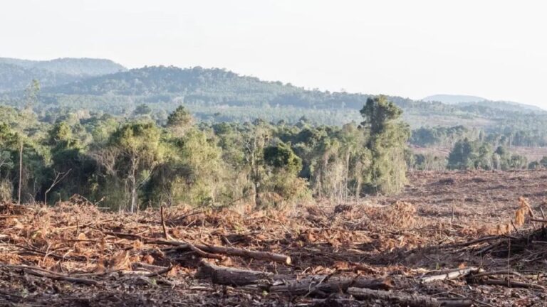 Presupuesto 2027: el Gobierno destinará $39 por mes por hectárea para cuidar los bosques nativos